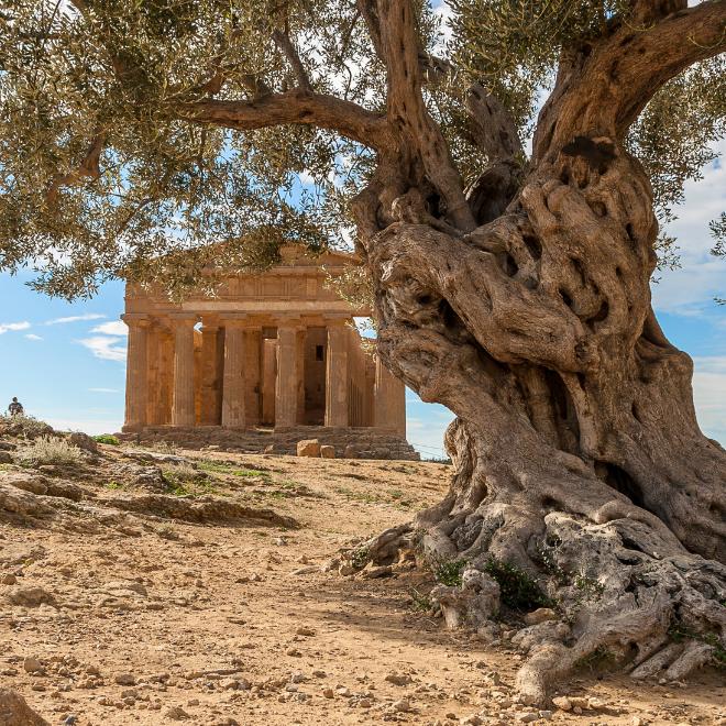 a secular olive tree in the temple valley of agrigento