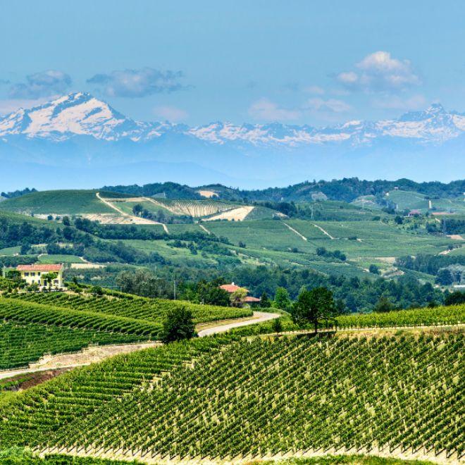 piedmont view of langhe vineyards with snowy peaks