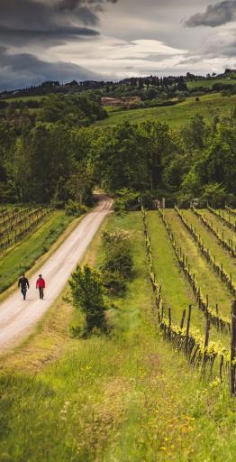 via francigena caminos vineyards