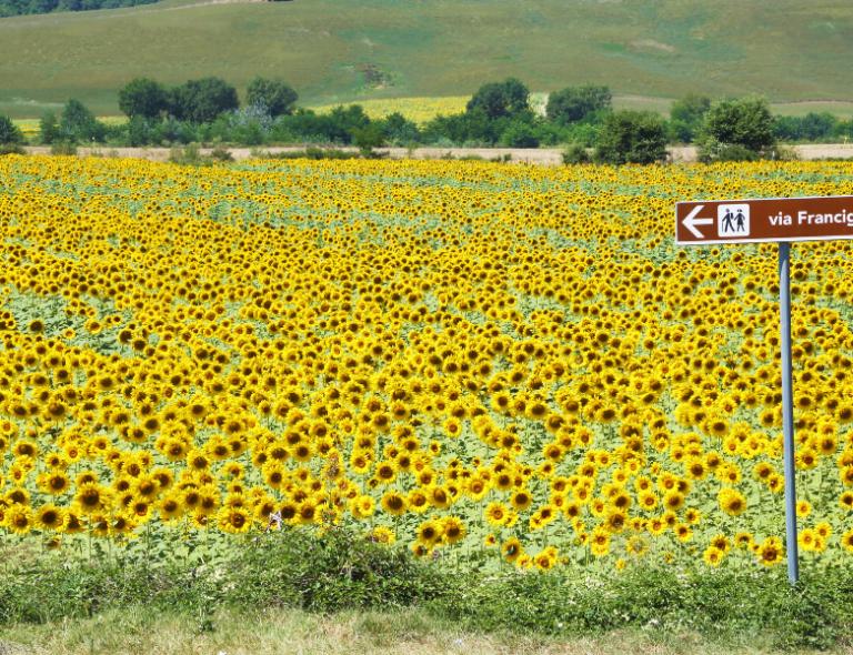 sunflower field on via francigena in italy