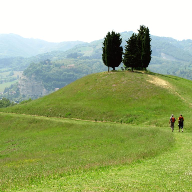 Caminos Green meadow hill adorned with cypress trees