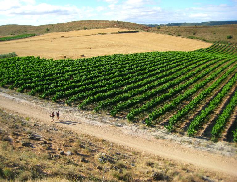 people walking camino de santiago with vineyards 
