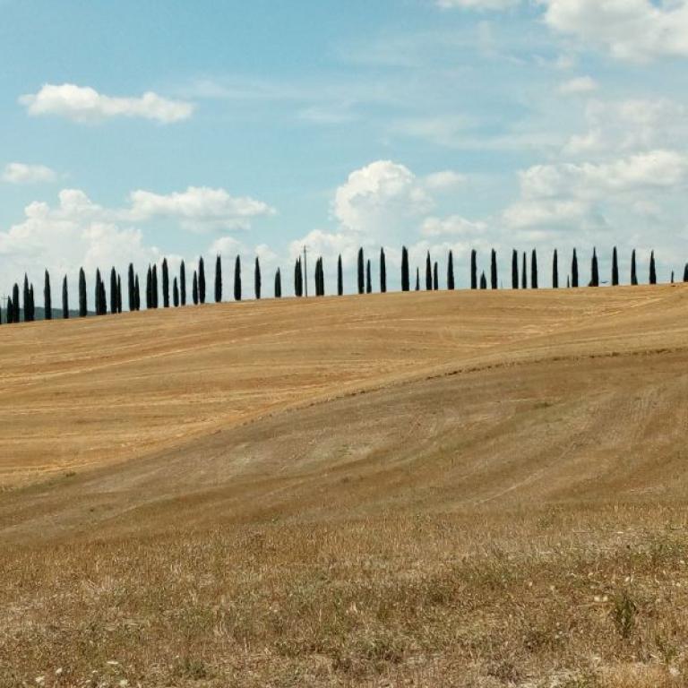 sunny fileds between siena and viterbo