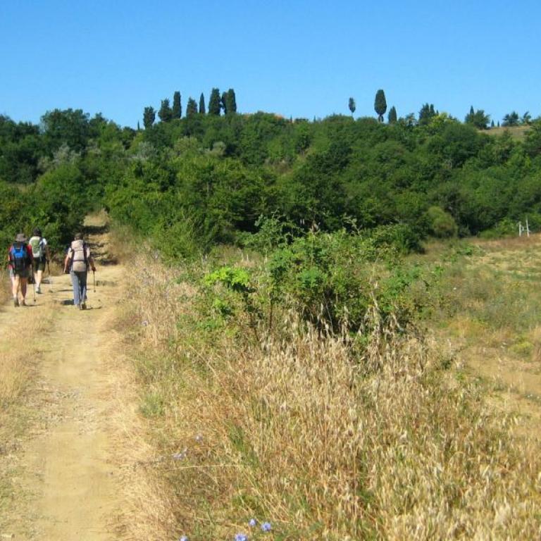 Walking path on Via Francigena between Lucca and Siena
