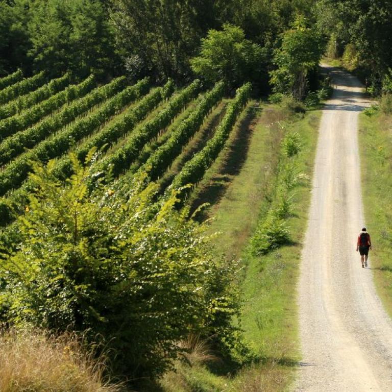 man walking to san gimignano via francigena