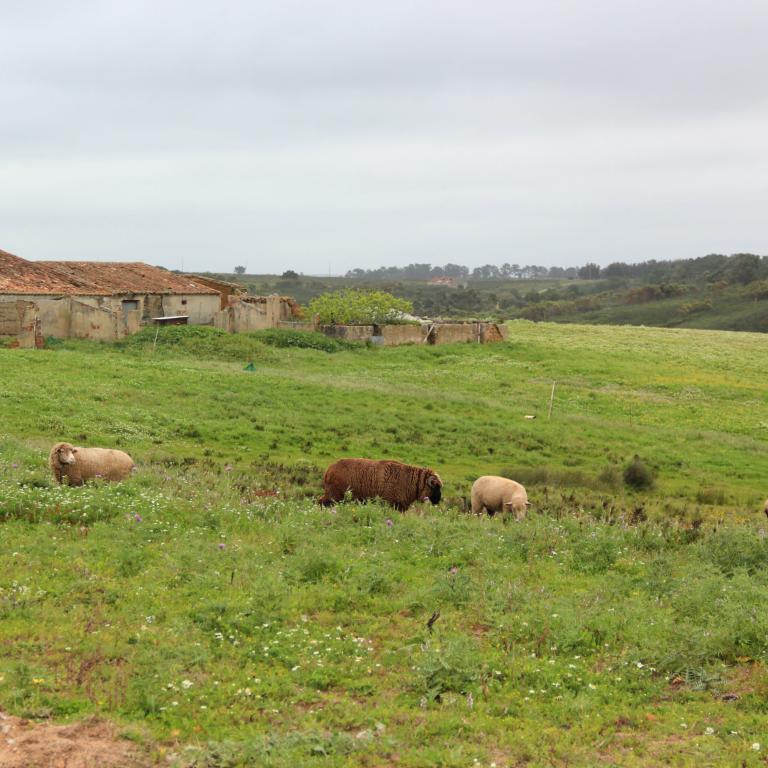 Rota Vicentina pascoli
