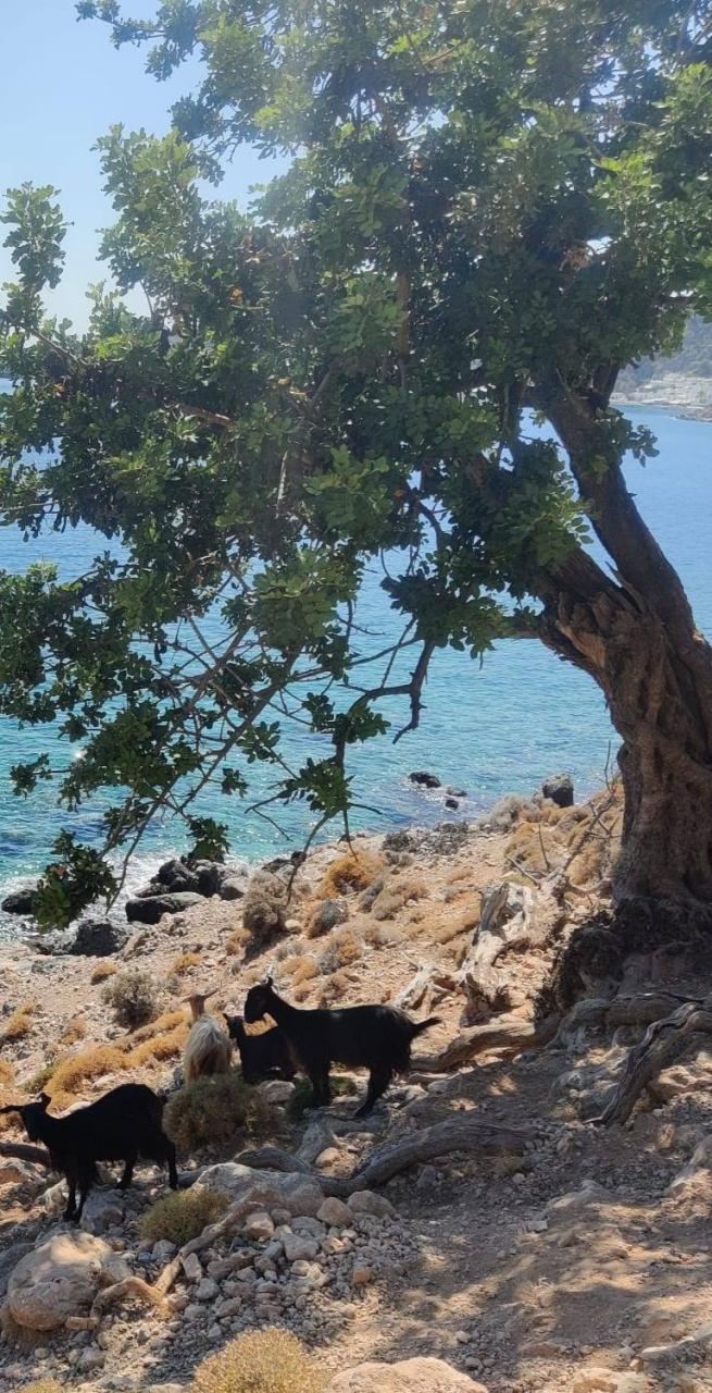 Beach with goats in Crete