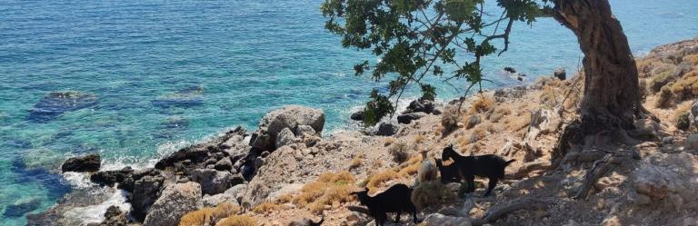 Beach with goats in Crete