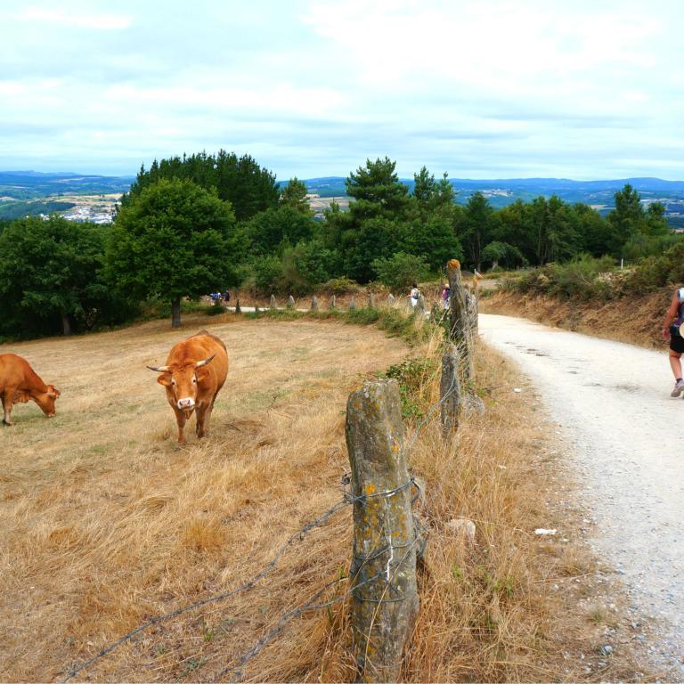 Pilgrims walking the Sarria to Santiago section of the Camino de Santiago