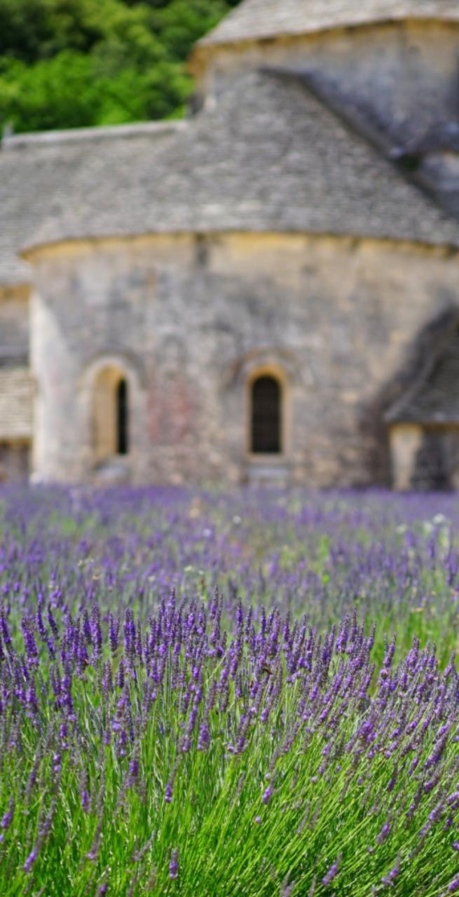 Field of lavender in front of a stone abbey in Provence, a classic scene for Walking Holidays in France
