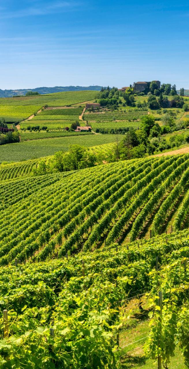 the vineyard hills  of barolo valley