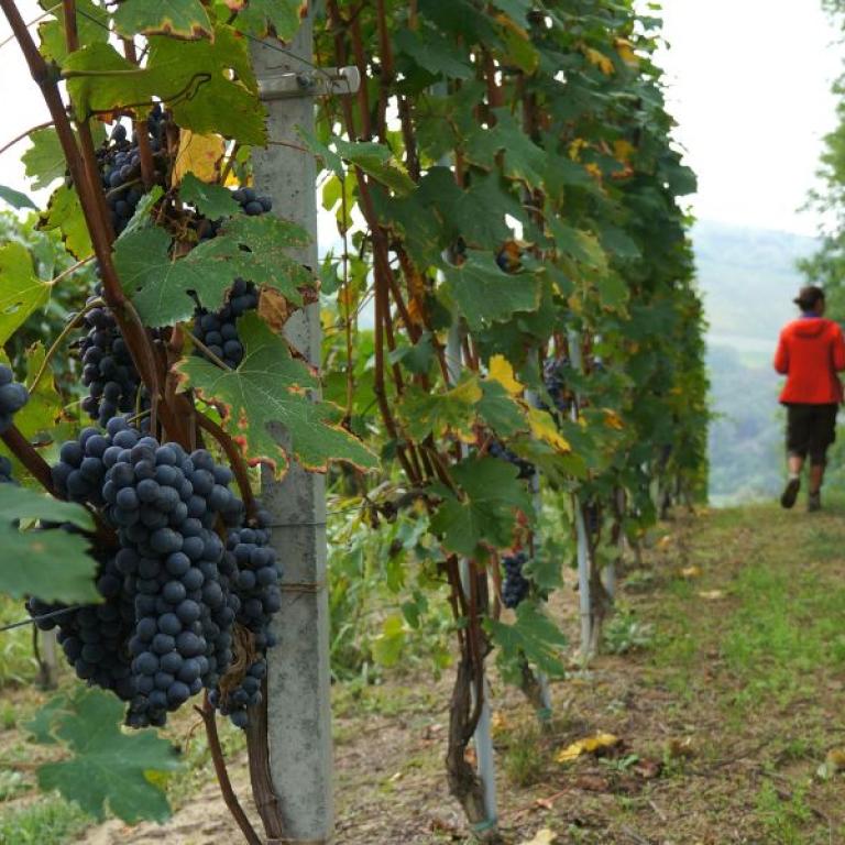 people walking through the vineyards in barolo region