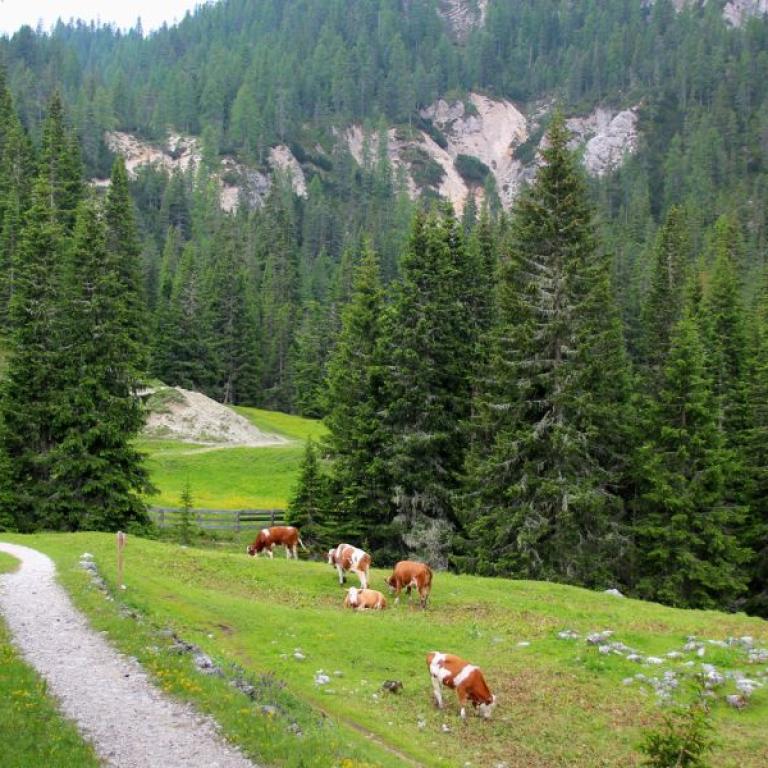 cows on the path of the dolomites 