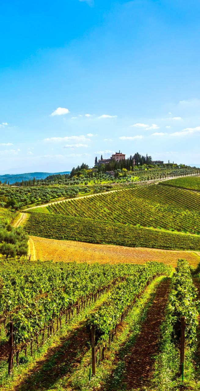 Chianti radda vineyards landscape