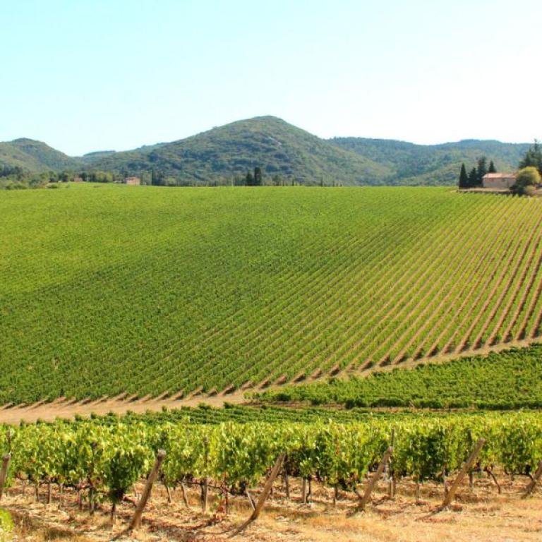 Vineyard landscape of Chianti near Radda