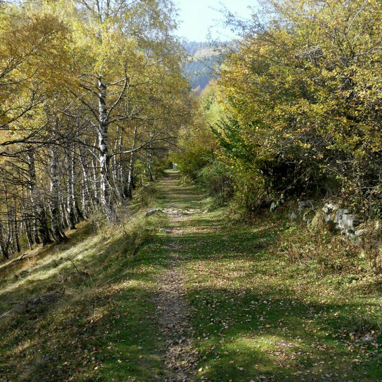 Sentiero nel bosco costeggiato da alberi dai colori autunnali in un cammino sul Lago di Como
