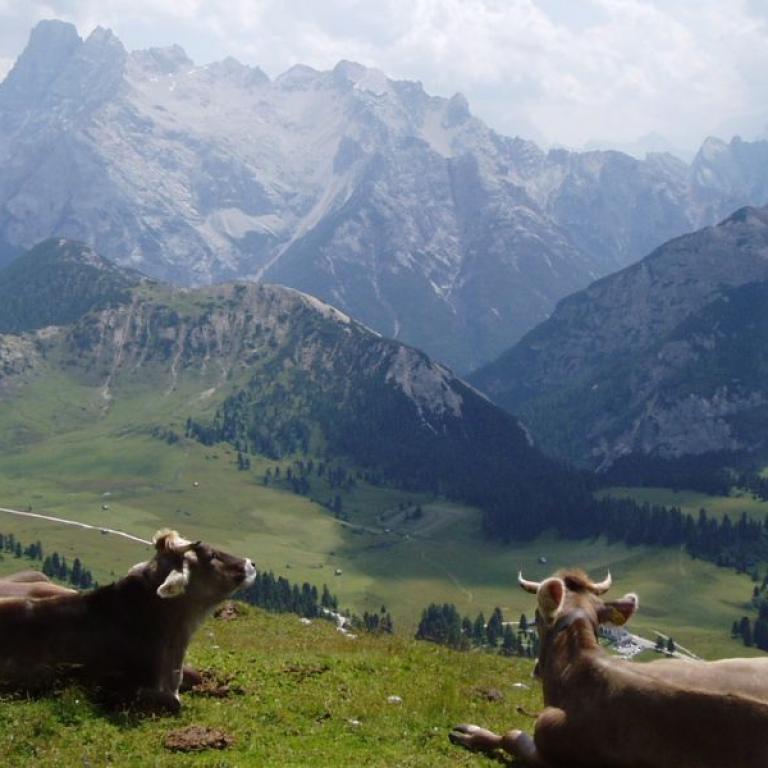 cows and alta via landscape