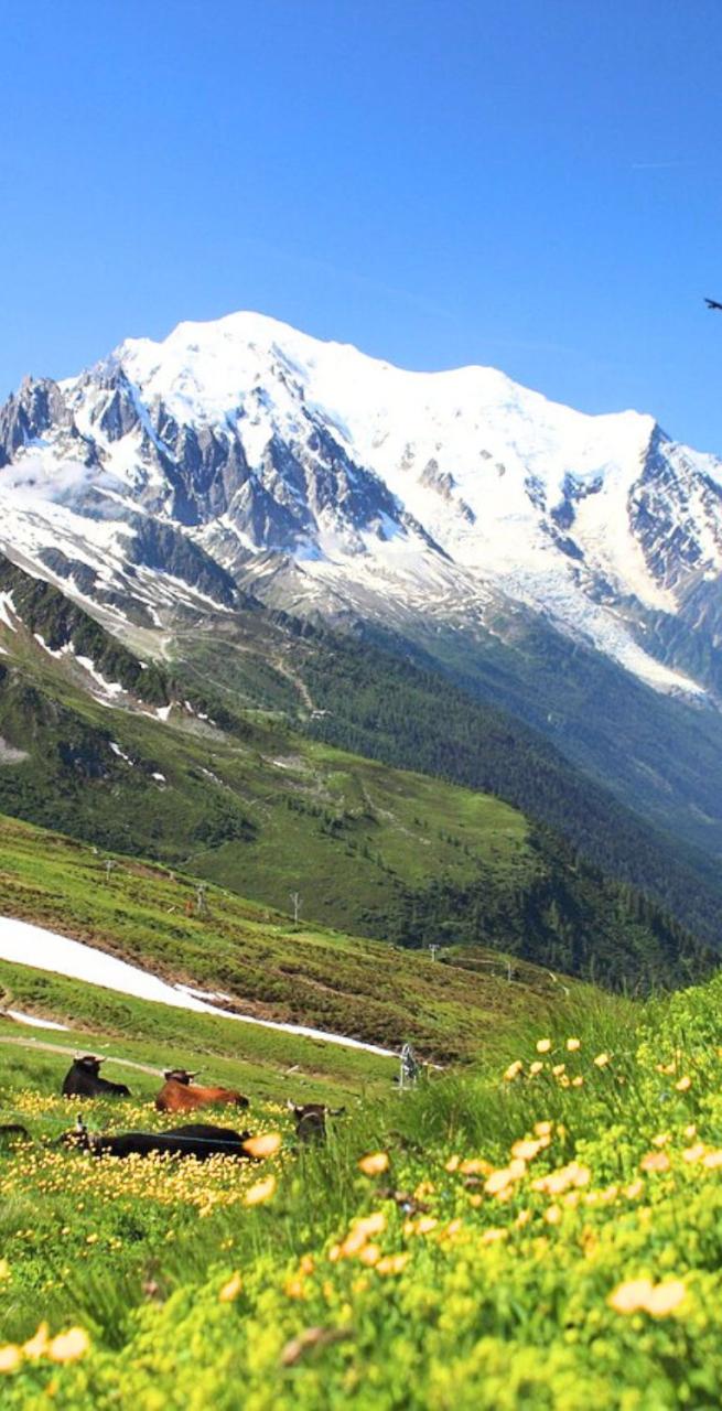 mont blanc landscape and lush vegetation