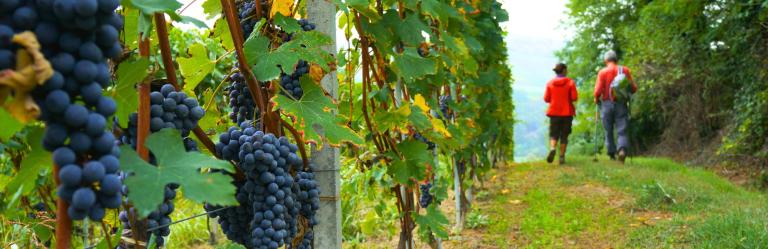 Langhe: in Piedmont, Barolo to Barbaresco