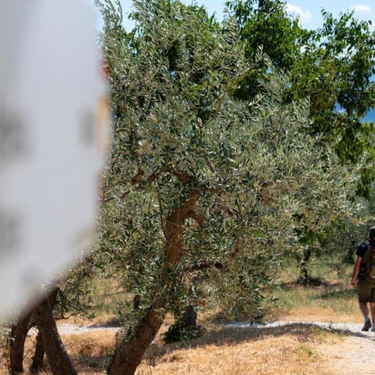 Two hikers walking among olive trees along the St Francis Way in Umbria