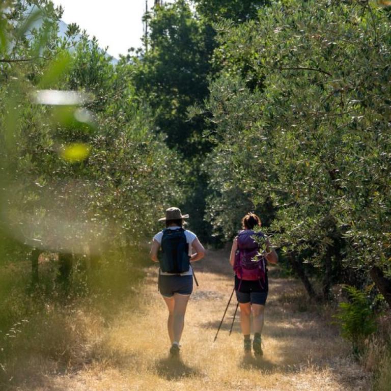 St Francis Way hikers on hillside path and olive groves