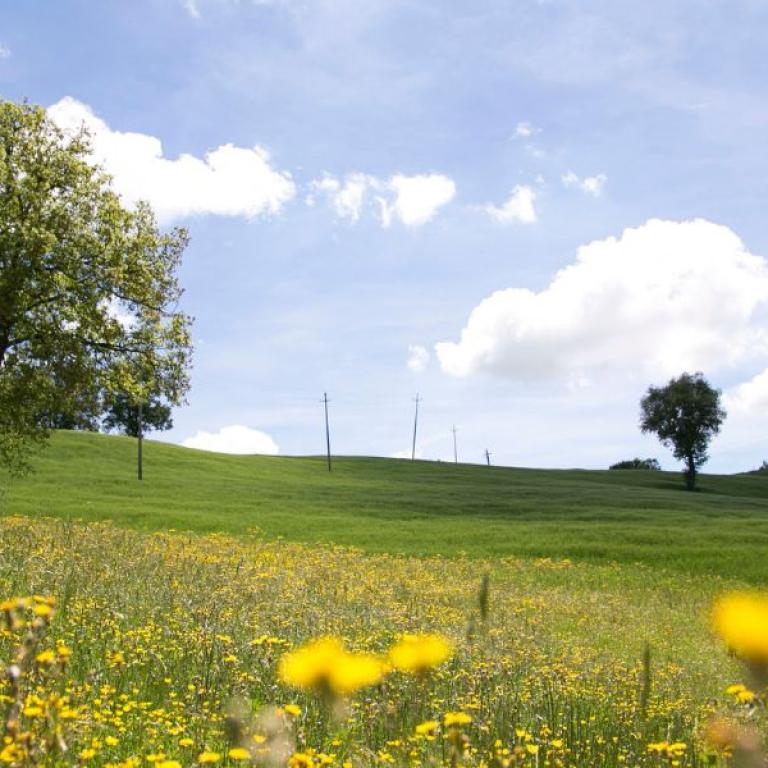 Fields with flowers on Saint Francis Way