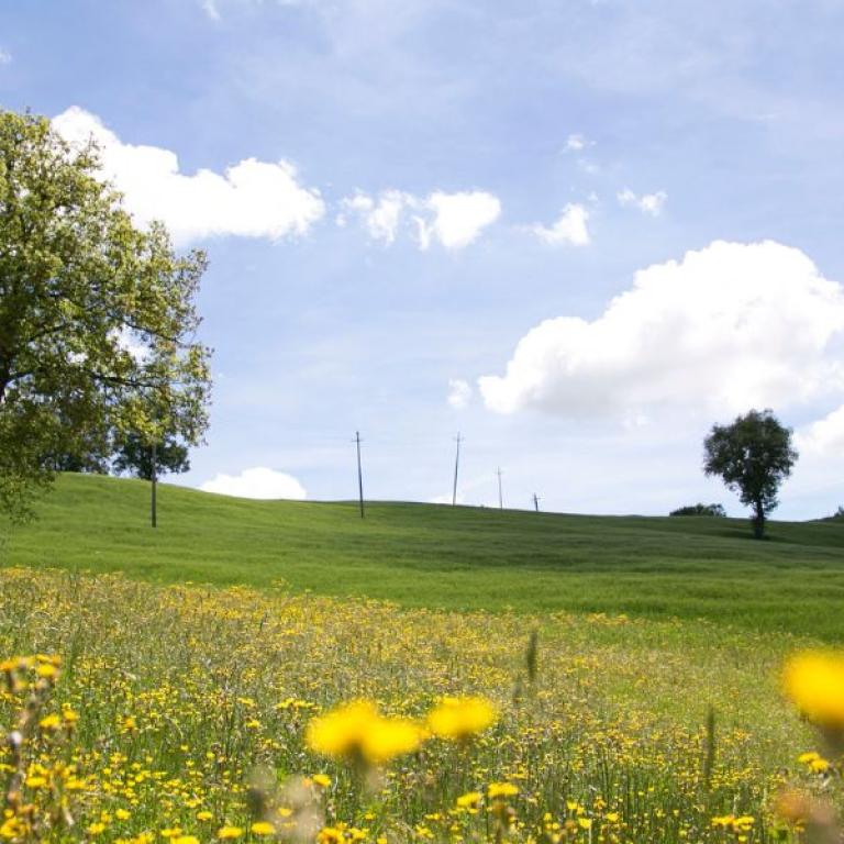 Fields with flowers on Saint Francis Way 