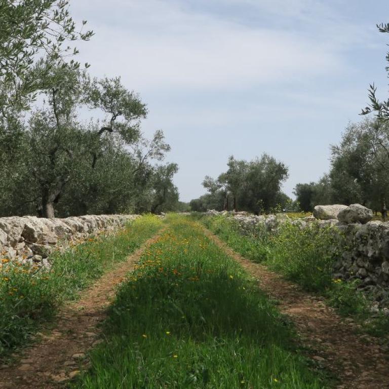 tratturi, the typical trails of cammino materano