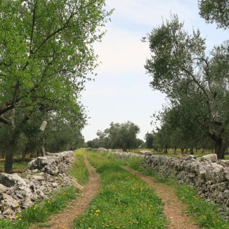 Cammino Materano sentiero olivi muretto