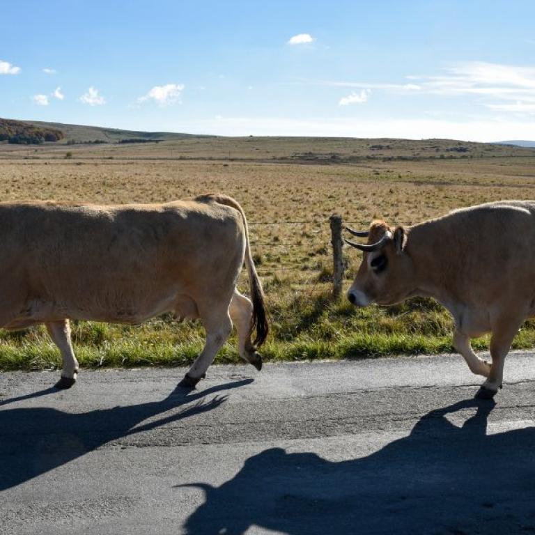 aubrac plateau walking the road with cows