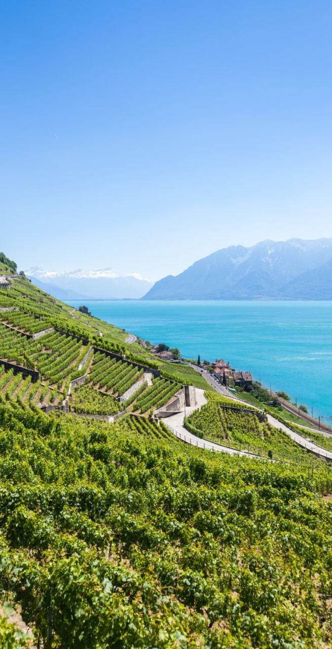 View of Lausanne lake and laveaux vineyards