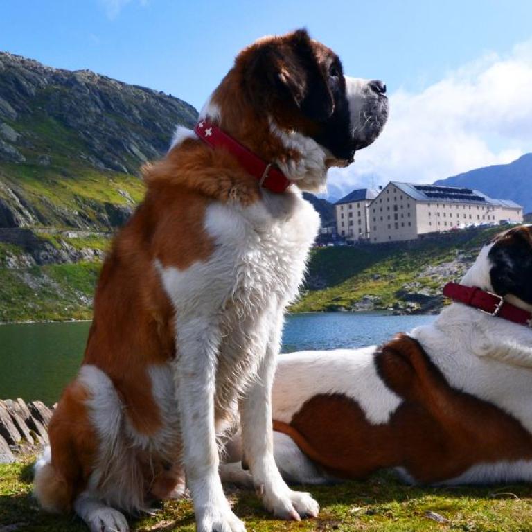 Cani san bernardo al passo gran san bernardo sulal via francigena svizzera