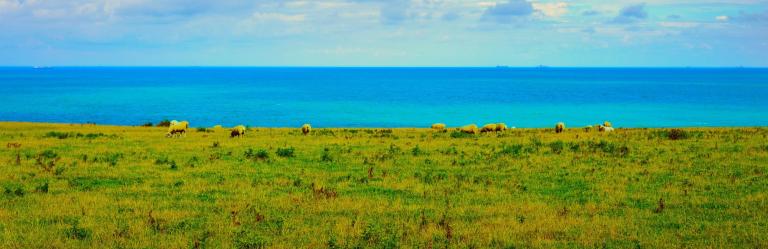 Dover Strait along the Via Francigena with sheep