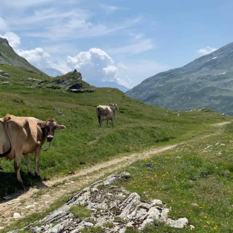  walking the path with some cows in via spluga 