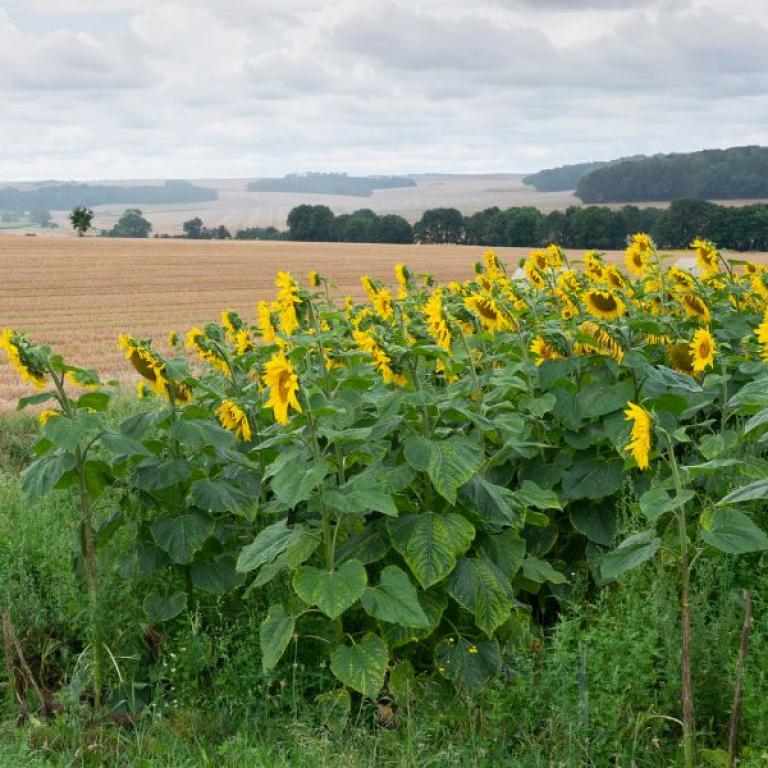 sunflowers on Via Francigena Laon Reims