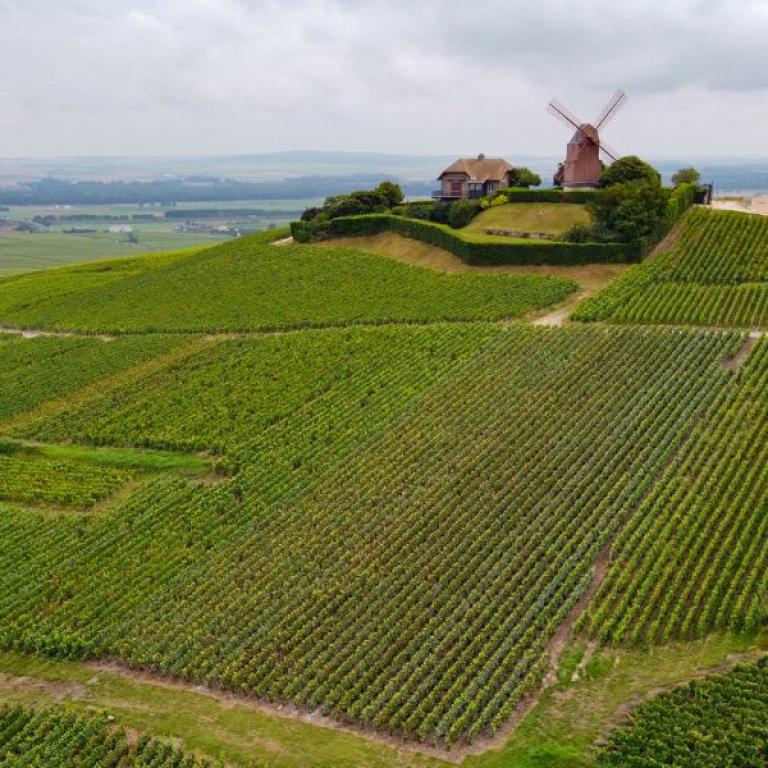 Moulin de Verzenay and green pinot noir vineyards