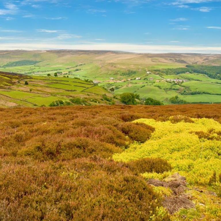 Coast to Coast ,the colorful hills in North York Moors National Park