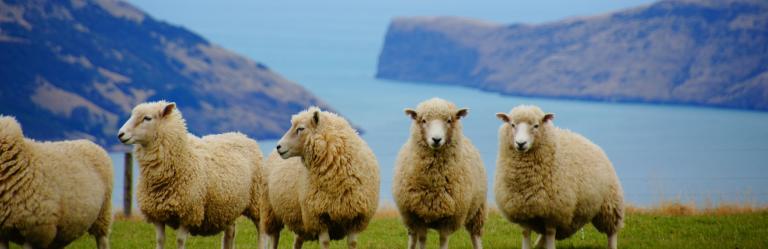 coas to coast grasmere landscape lush flora