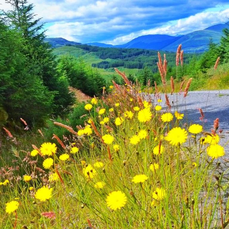 West Highland Way Scotland yellow flowers path