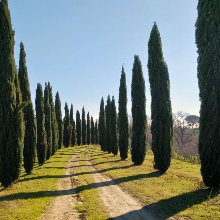 Medici way charming avenue lined with cypress trees