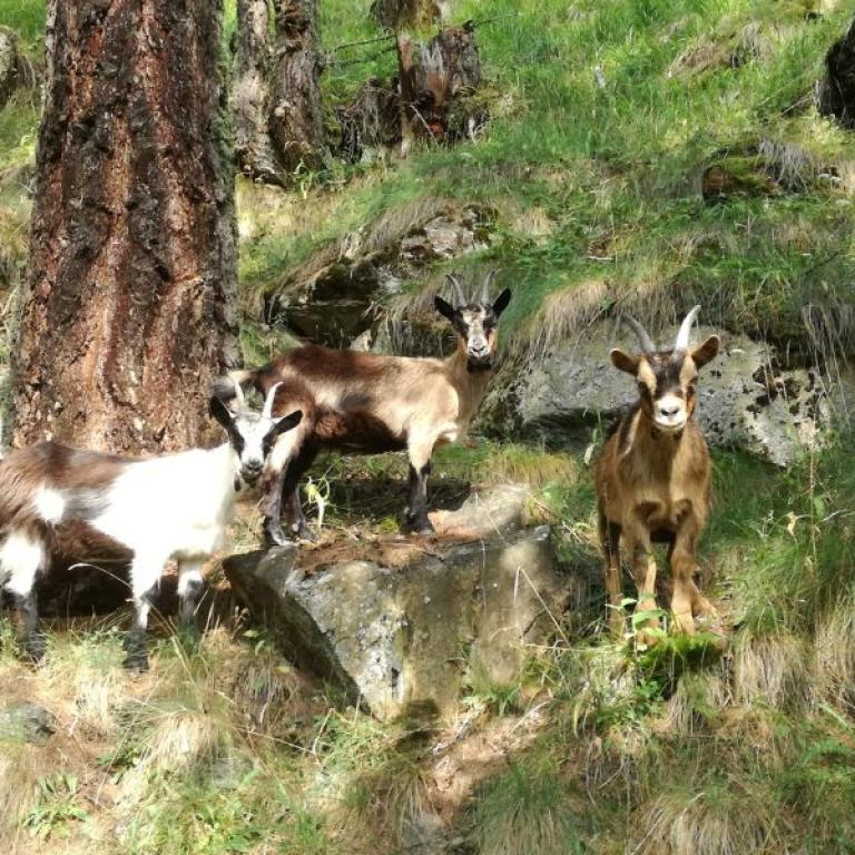 mountain goats in val venosta seen near the path