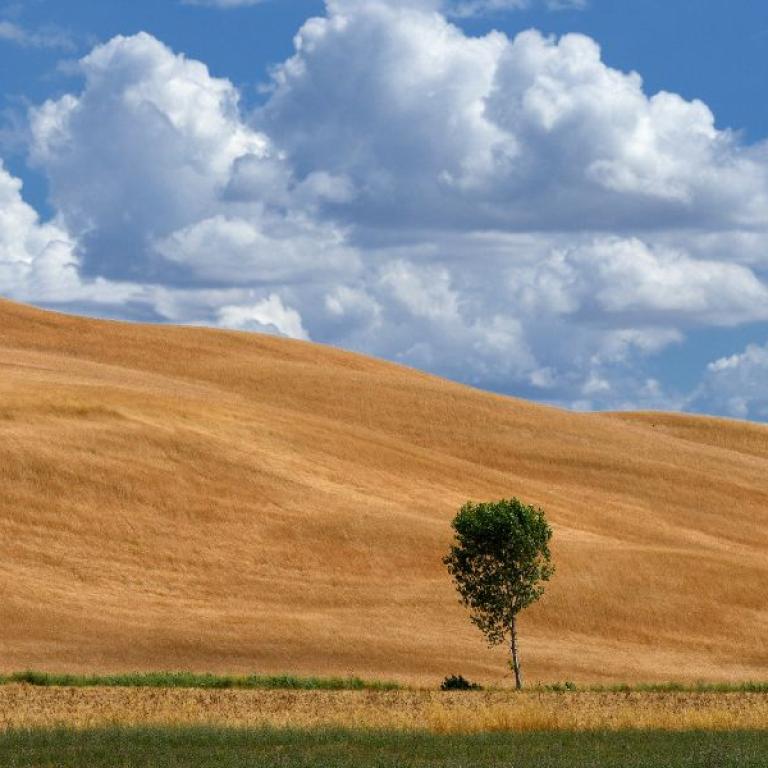 Under the Tuscan Sun lonely tree view