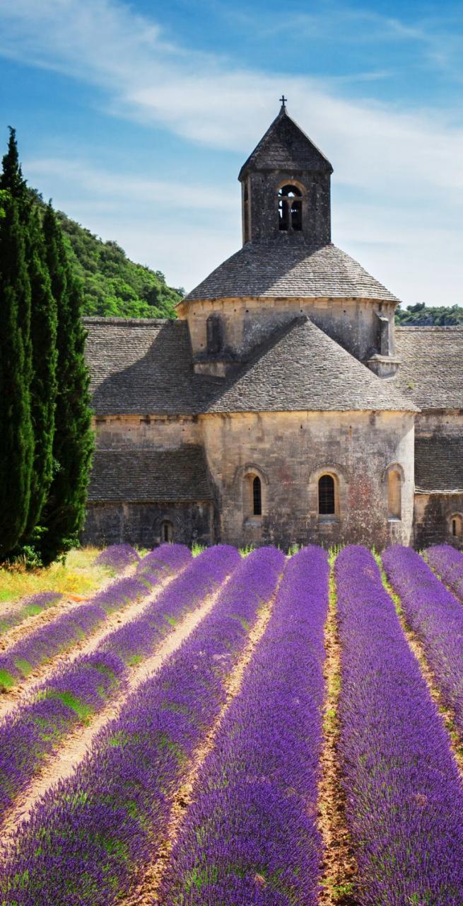 Provence abbey of Senanque with violet flowers 
