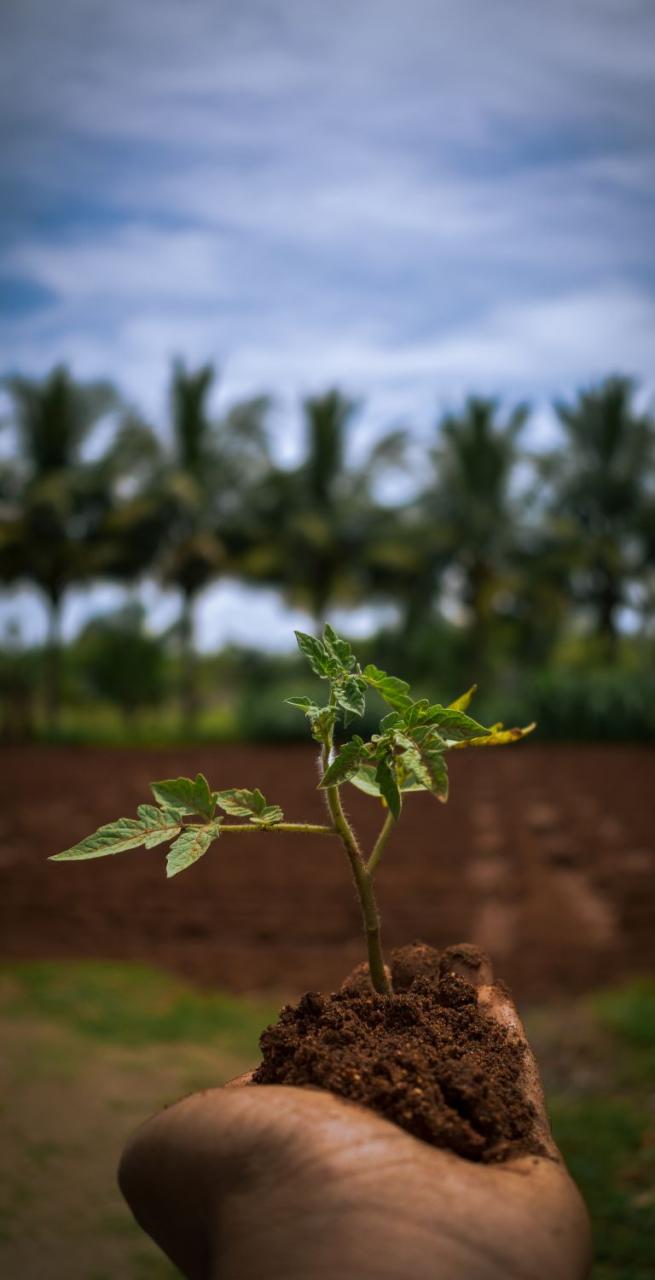 travelife certification sustainability planting trees