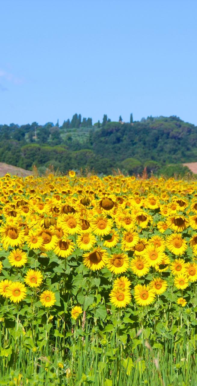 landscape of Tuscany with vineyards and walking trail during tuscany walking holidays