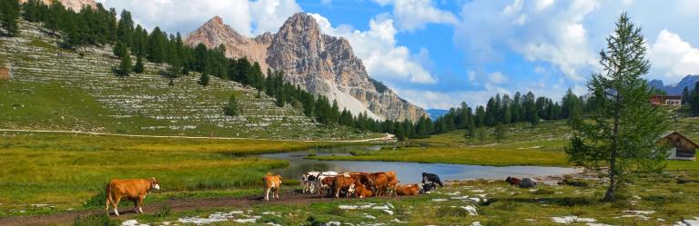 Vacas pastando junto a un lago alpino con las Dolomitas al fondo, un paisaje típico del senderismo en Italia