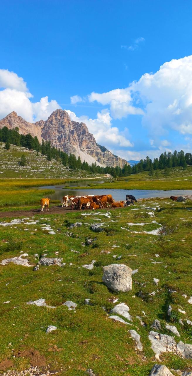 Vacas pastando junto a un lago alpino con las Dolomitas al fondo, un paisaje típico del senderismo en Italia
