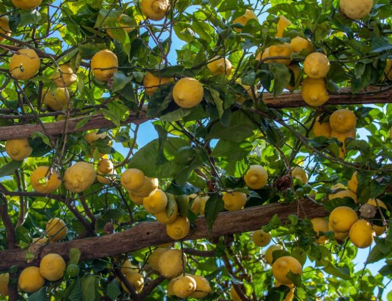 Sunlit lemon grove along a traditional terraced path on an Amalfi Coast walking experience.