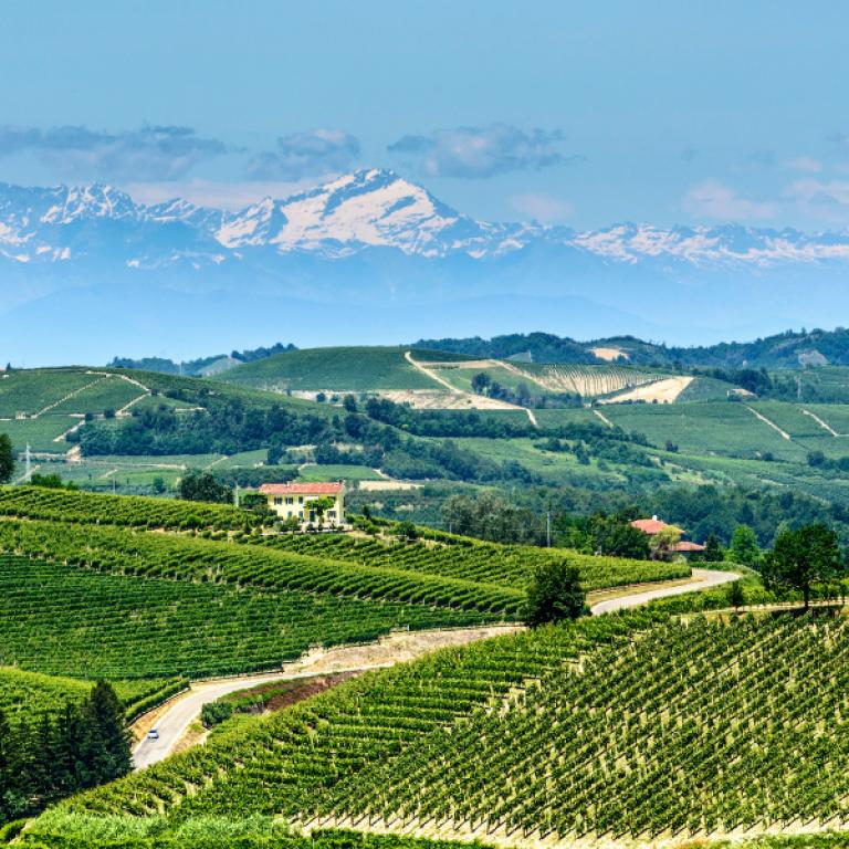 Senderismo en Piamonte entre viñedos con las cumbres de los Alpes al fondo