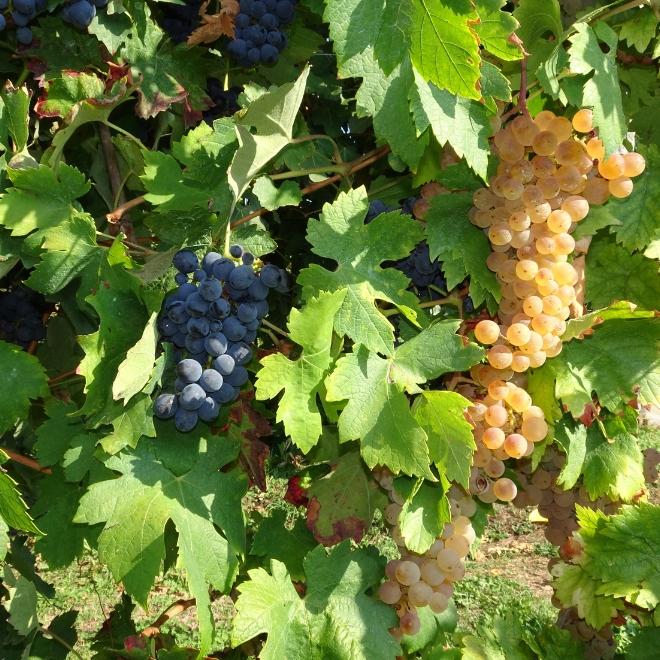 Senderismo en Piamonte entre viñedos